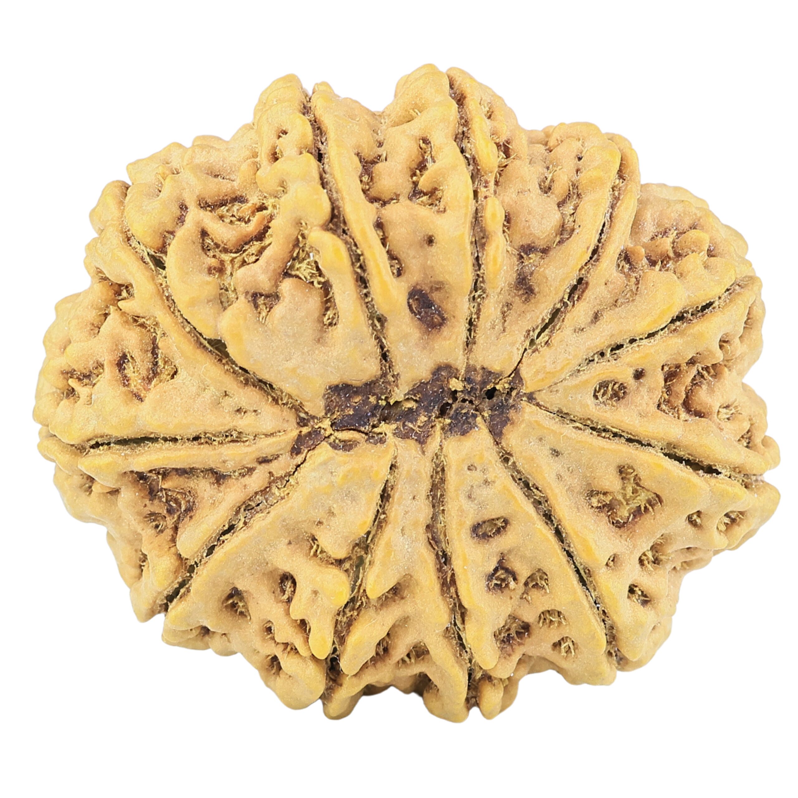 11 Mukhi Rudraksha 33.7mm 8.26gm - Rudraksha back