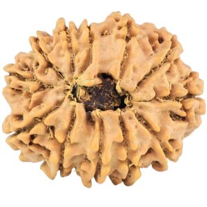 12 Mukhi Rudraksha 26.4mm 4.45gm - Rudraksha back