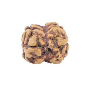 2 Mukhi Rudraksha 19.6mm 1.32gm - Rudraksha back