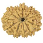 12 Mukhi Rudraksha 24.4mm 3gm - Rudraksha back