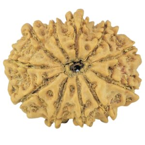12 Mukhi Rudraksha 24.4mm 3gm - Rudraksha back
