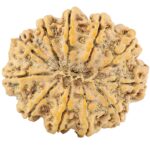 11 Mukhi Rudraksha 32mm 7.17gm - Rudraksha back