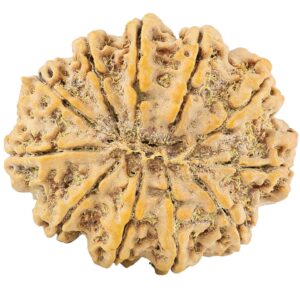 11 Mukhi Rudraksha 32mm 7.17gm - Rudraksha back