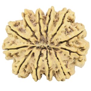 12 Mukhi Rudraksha 35.2mm 8gm - Rudraksha back