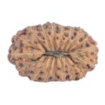 18 Mukhi Rudraksha 19.2mm 1.42gm - Rudraksha back