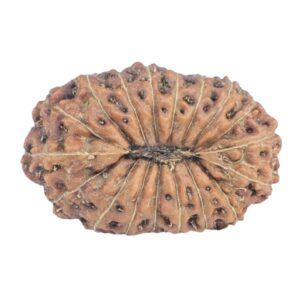 18 Mukhi Rudraksha 19.2mm 1.42gm - Rudraksha back