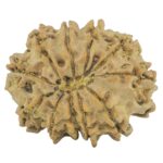 11 Mukhi Rudraksha 23.1mm 2.61gm - Rudraksha back