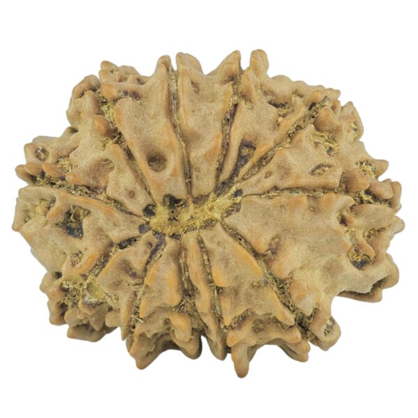 11 Mukhi Rudraksha 23.1mm 2.61gm - Rudraksha back