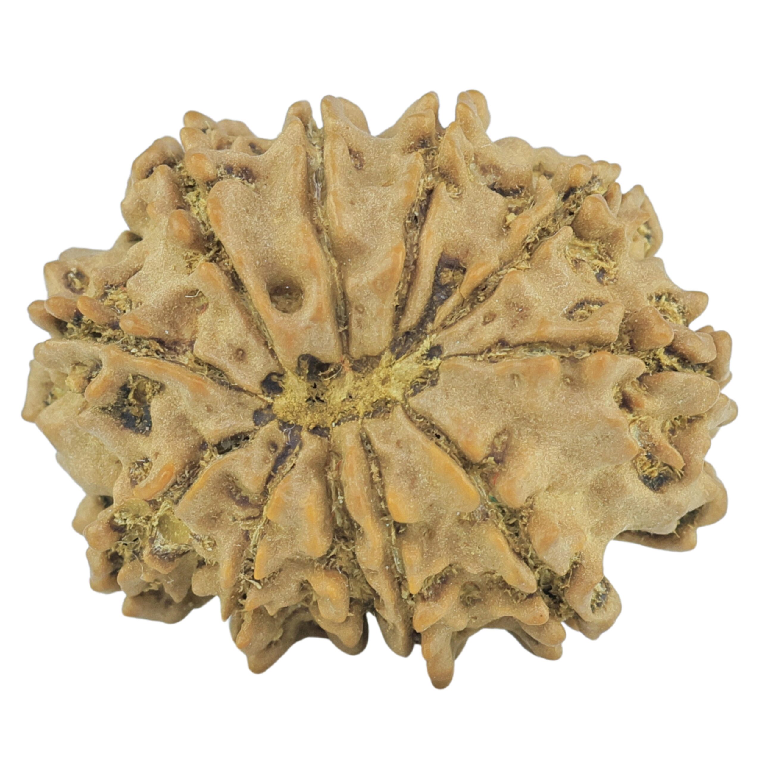 11 Mukhi Rudraksha 23.1mm 2.61gm - Rudraksha back
