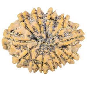 12 Mukhi Rudraksha 26.1mm 3.64gm - Rudraksha back