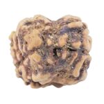 2 Mukhi Rudraksha 23.5mm 1.73gm - Origin: Nepal - Rudraksha back