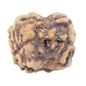 2 Mukhi Rudraksha 23.5mm 1.73gm - Origin: Nepal - Rudraksha back
