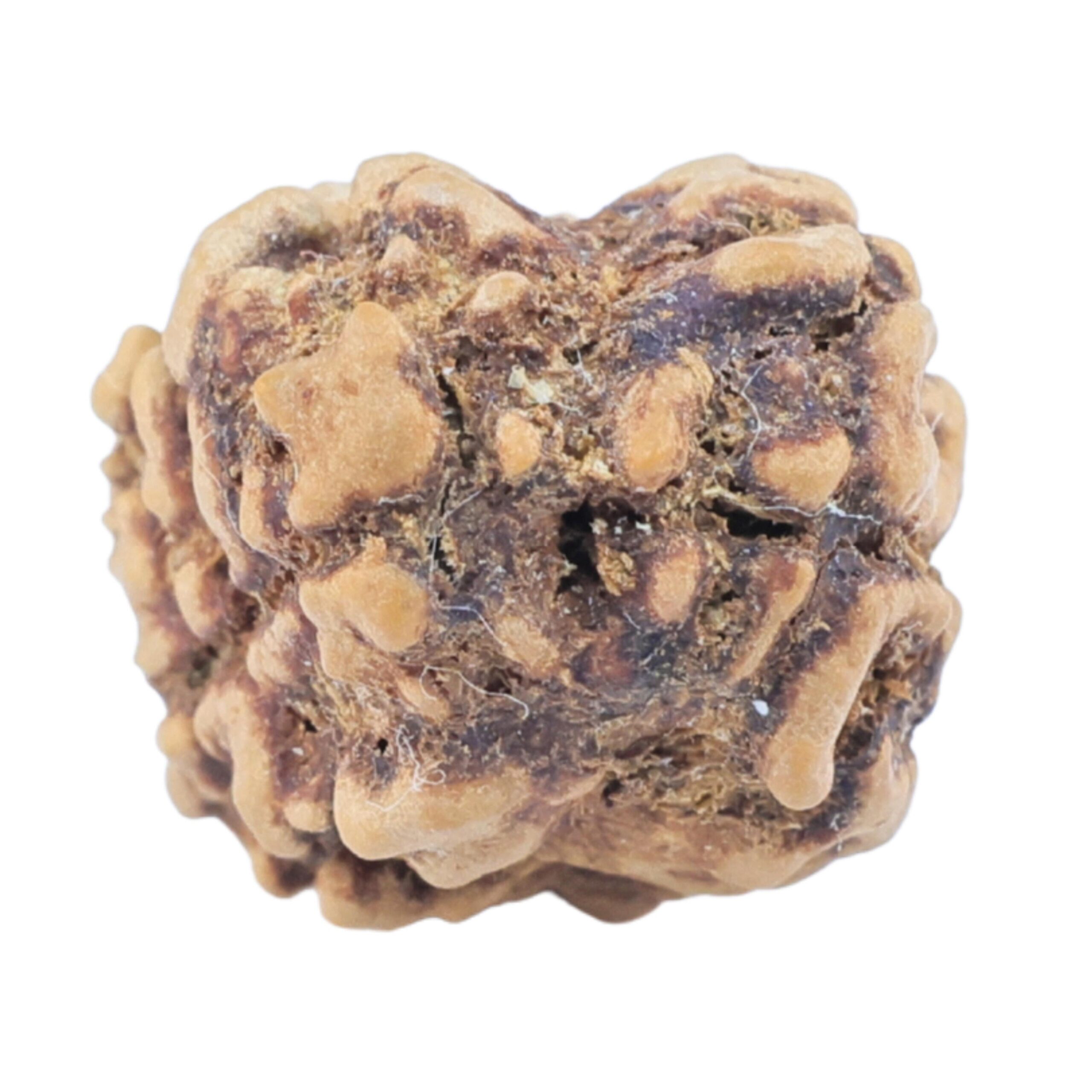 2 Mukhi Rudraksha 23.5mm 1.73gm - Origin: Nepal - Rudraksha back