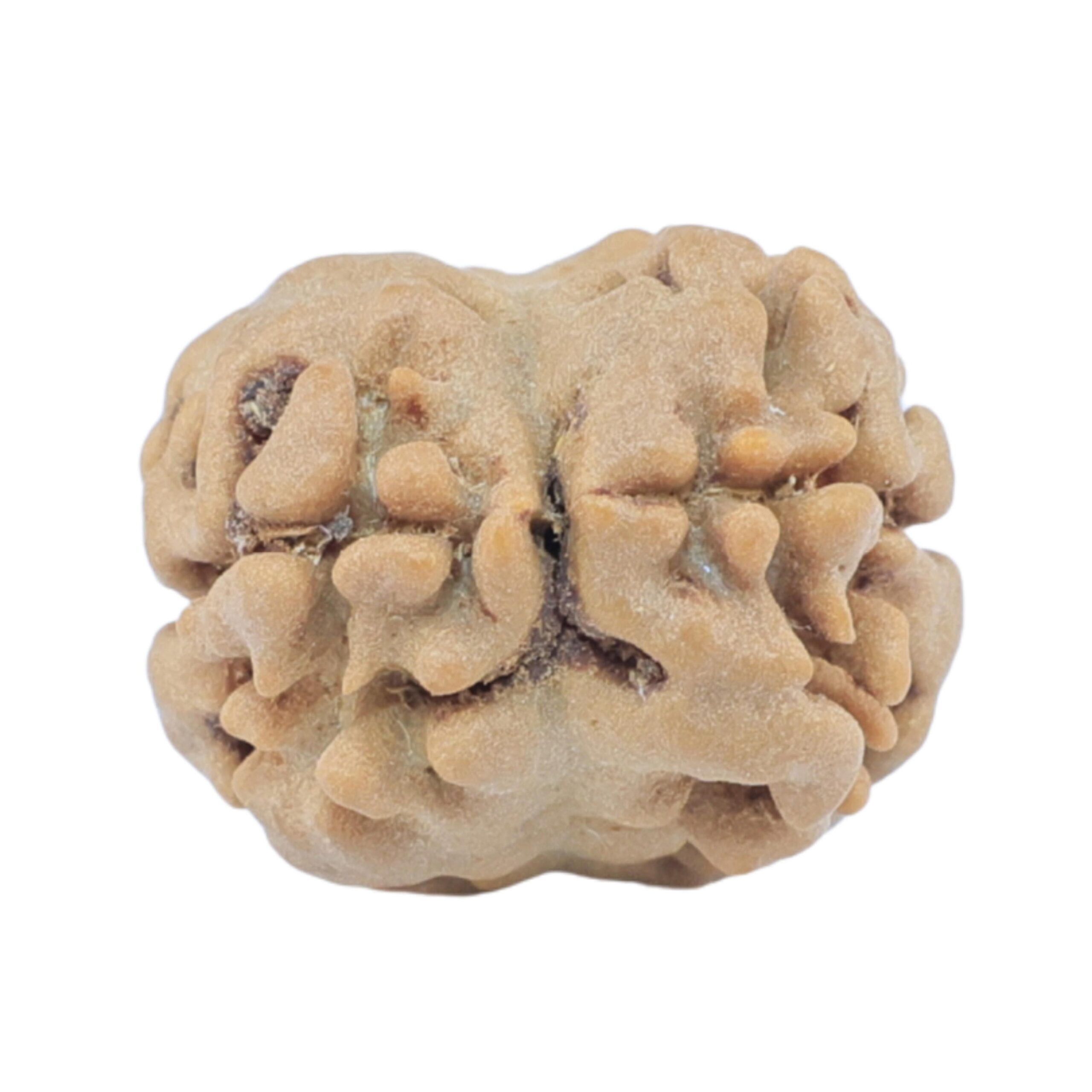 2 Mukhi Rudraksha 17.8mm 1.48gm - Rudraksha back