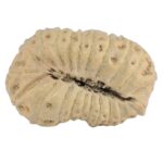 21 Mukhi Ganesh 25.9mm 2.43gm - Rudraksha back