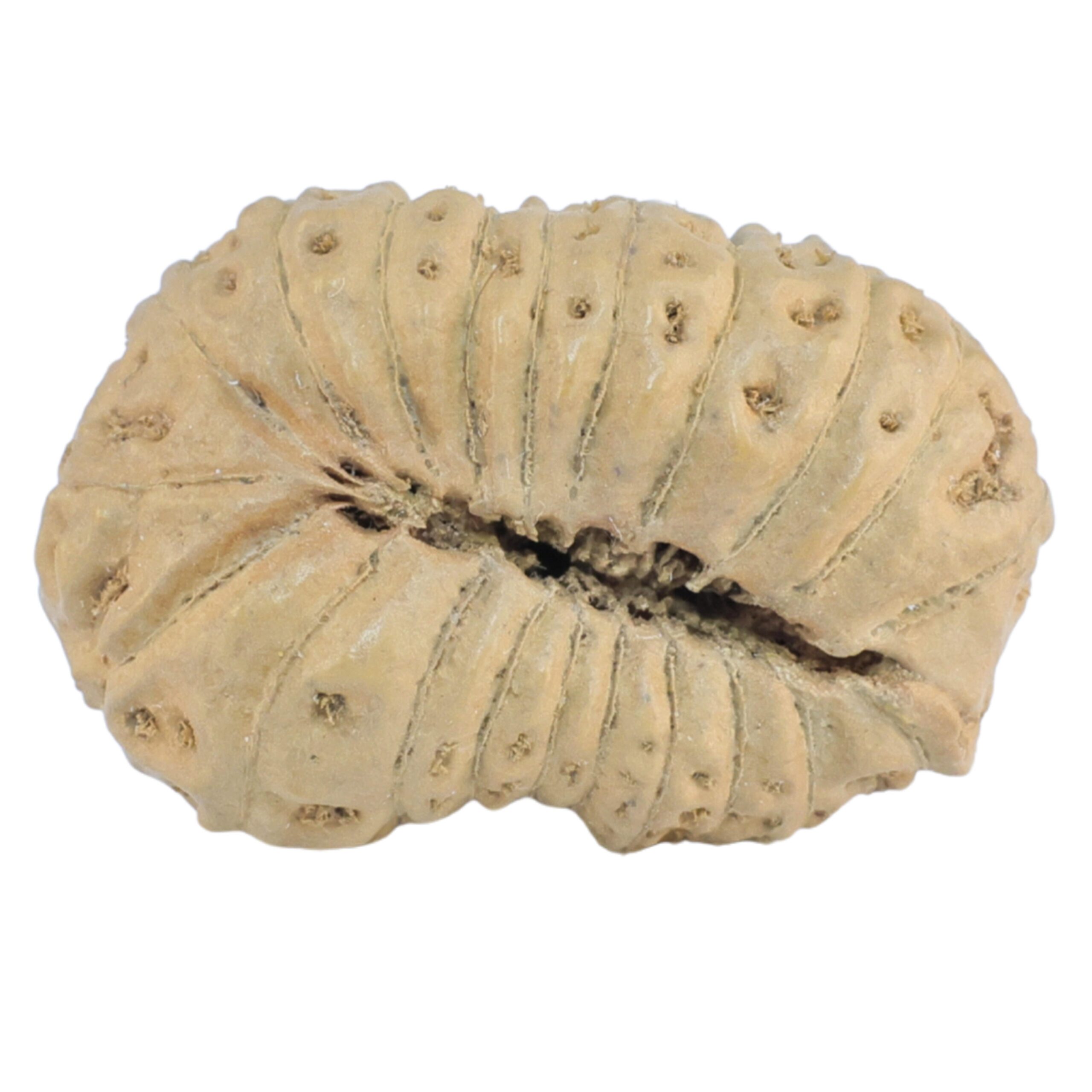 21 Mukhi Ganesh 25.9mm 2.43gm - Rudraksha back