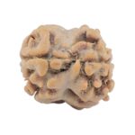 2 Mukhi Rudraksha 15.4mm 1.06gm - Rudraksha back