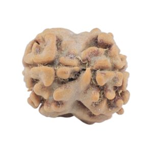 2 Mukhi Rudraksha 15.4mm 1.06gm - Rudraksha back