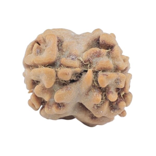 2 Mukhi Rudraksha 15.4mm 1.06gm - Rudraksha back