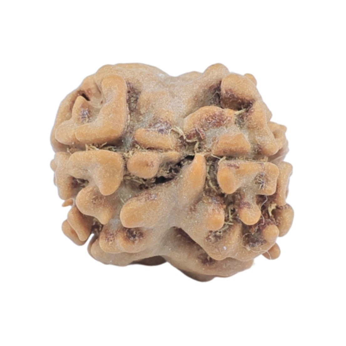 2 Mukhi Rudraksha 15.4mm 1.06gm - Rudraksha back