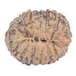 16 Mukhi Rudraksha 19.2mm 2.12gm - Rudraksha back