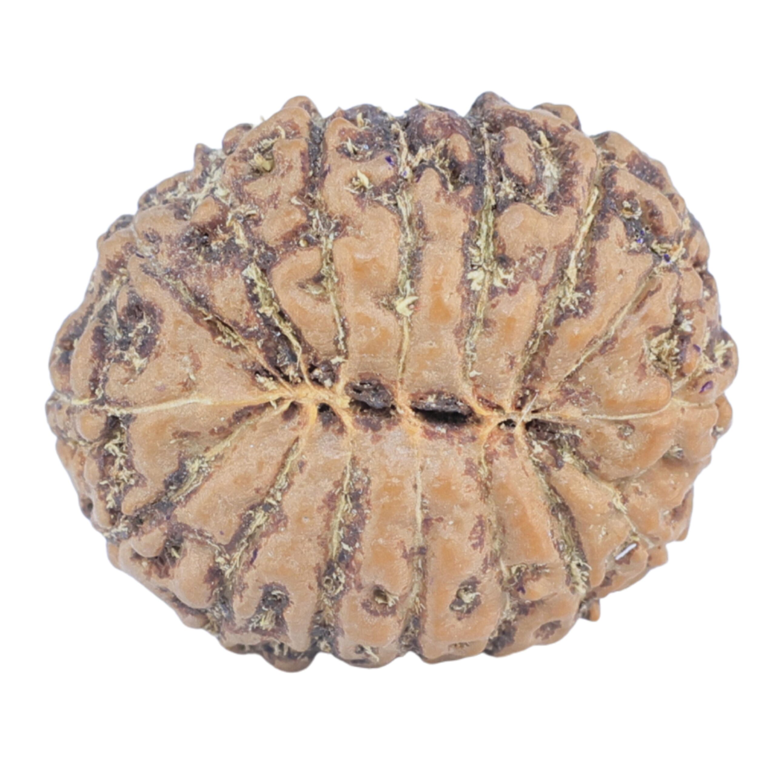 16 Mukhi Rudraksha 19.2mm 2.12gm - Rudraksha back