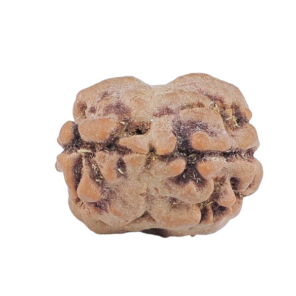 2 Mukhi Rudraksha 15.8mm 1.25gm - Rudraksha back