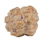 2 Mukhi Rudraksha 15.4mm 0.94gm - Rudraksha back