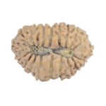 19 Mukhi Rudraksha 16.9mm 1.02gm - Rudraksha back