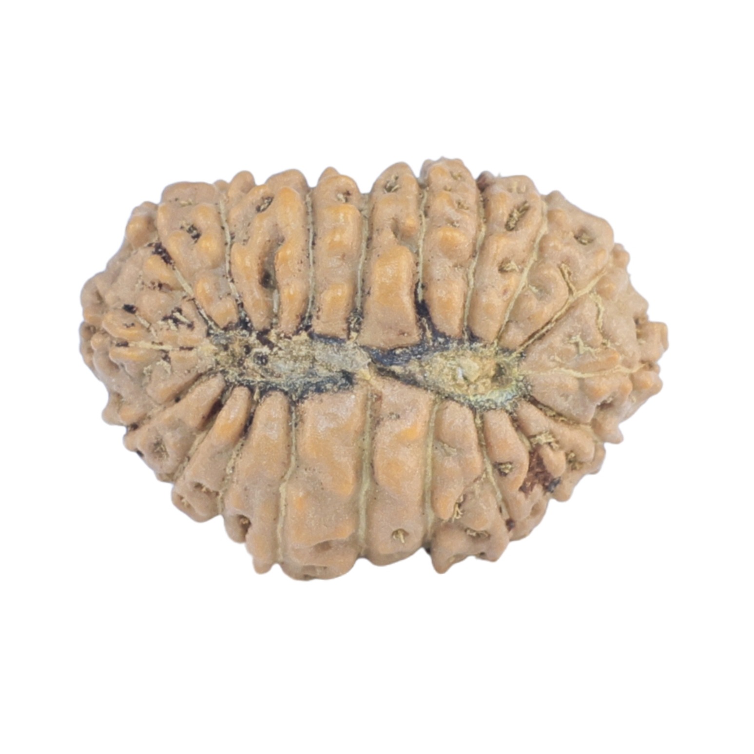 19 Mukhi Rudraksha 16.9mm 1.02gm - Rudraksha back