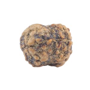 2 Mukhi Rudraksha 19.4mm 1.39gm - Rudraksha back