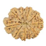 10 Mukhi Rudraksha 26.6mm 4.53gm - Rudraksha back