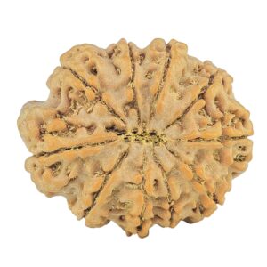 10 Mukhi Rudraksha 26.6mm 4.53gm - Rudraksha back