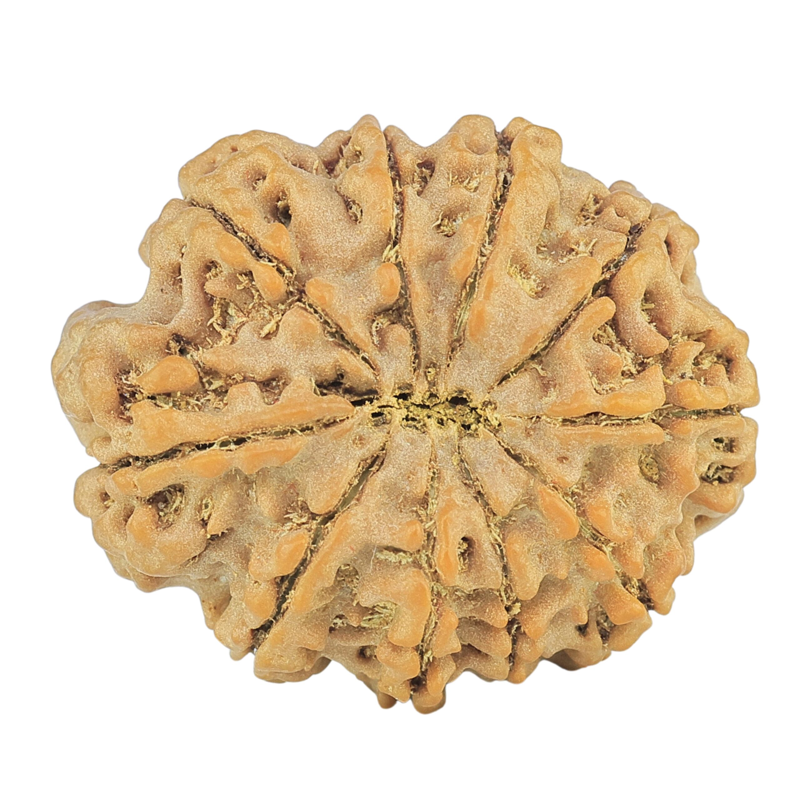 10 Mukhi Rudraksha 26.6mm 4.53gm - Rudraksha back
