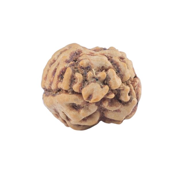 2 Mukhi Rudraksha 21.6mm 1.6gm - Rudraksha back