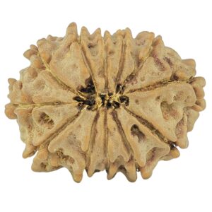 12 Mukhi Rudraksha 21.9mm 2.44gm - Rudraksha back