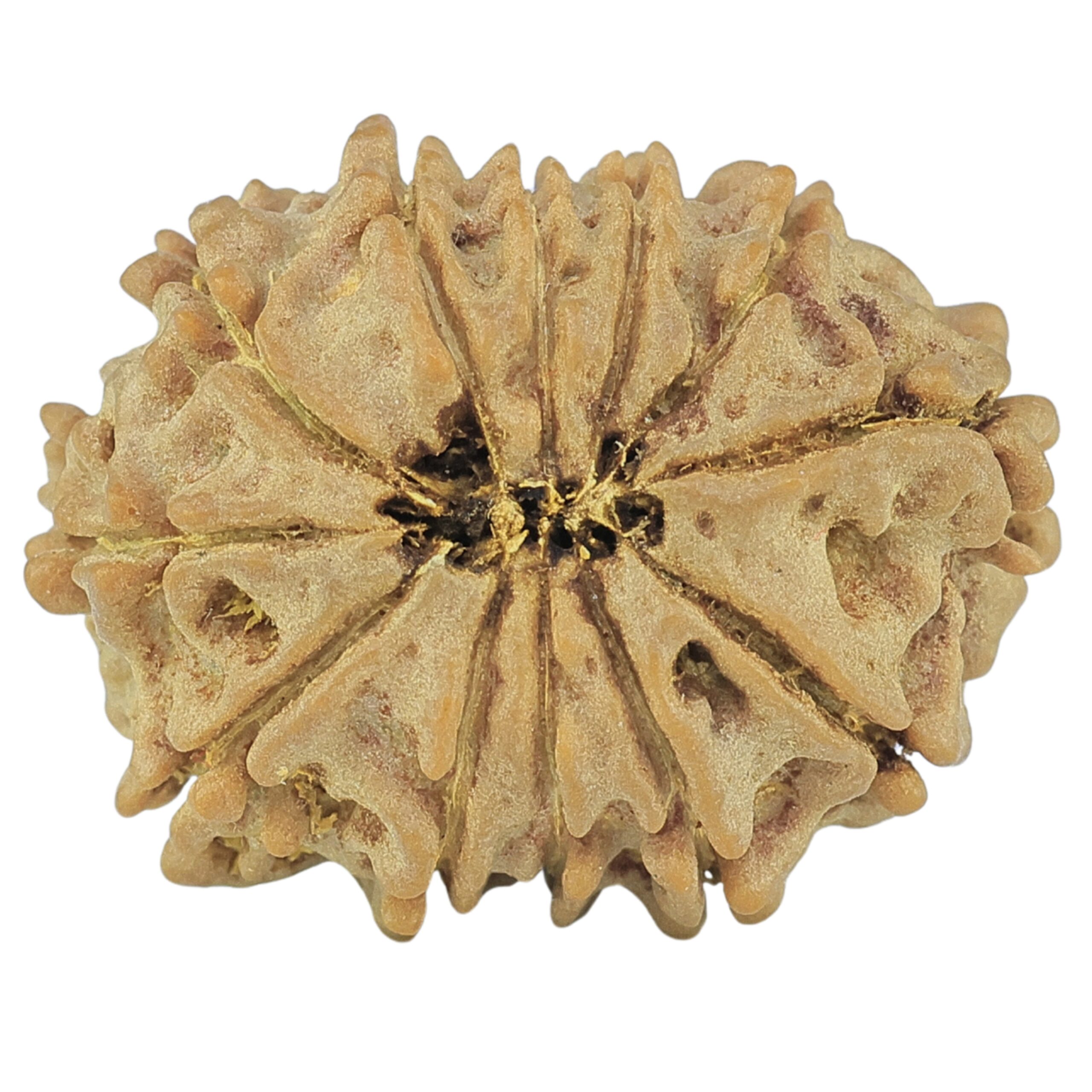 12 Mukhi Rudraksha 21.9mm 2.44gm - Rudraksha back