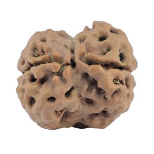 2 Mukhi Rudraksha 20.1mm 2.3gm - Rudraksha back