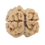 2 Mukhi Rudraksha 24.7mm 2.34gm - Rudraksha back