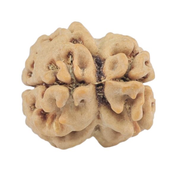 2 Mukhi Rudraksha 24.7mm 2.34gm - Rudraksha back
