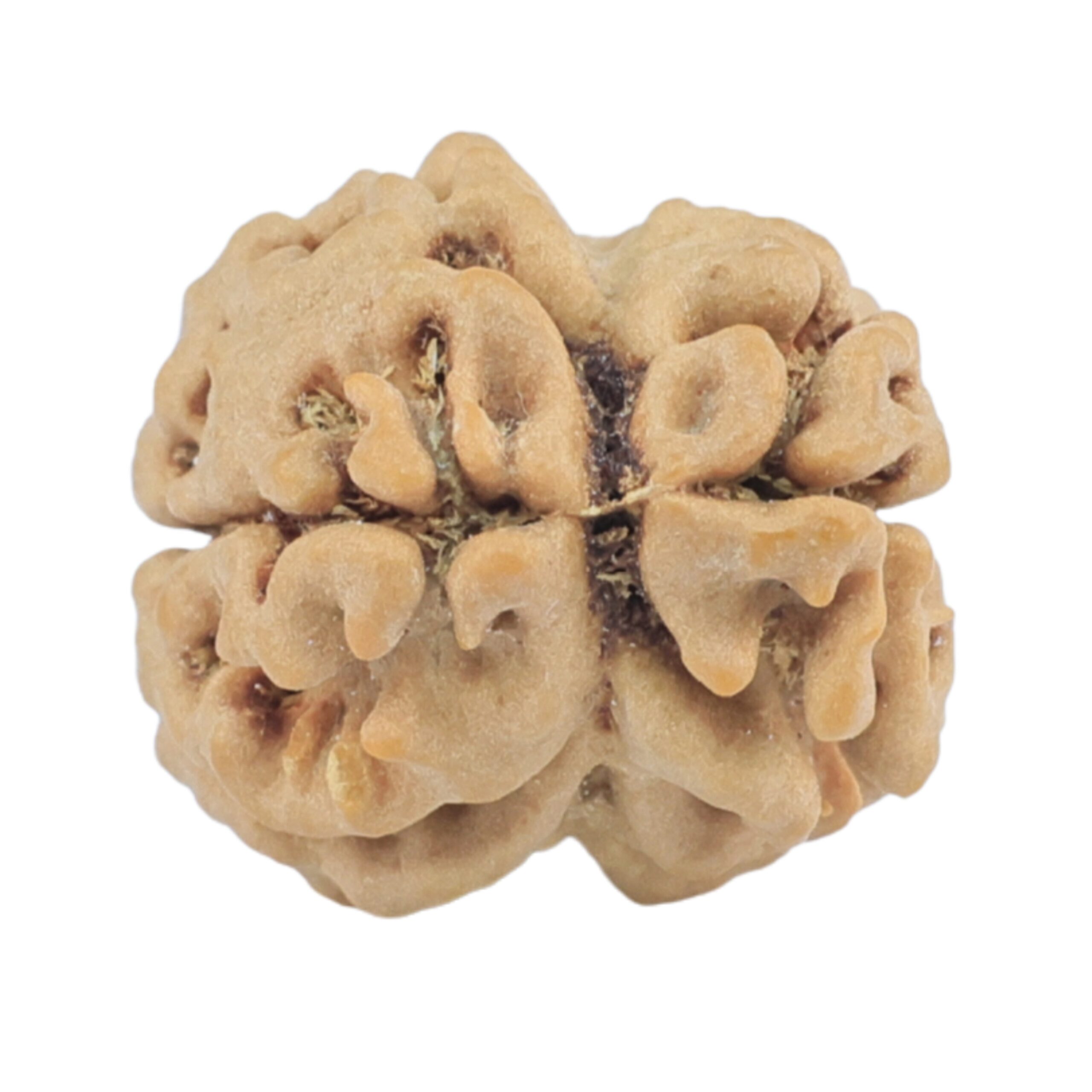 2 Mukhi Rudraksha 24.7mm 2.34gm - Rudraksha back