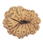 16 Mukhi Rudraksha 23.2mm 1.9gm - Rudraksha back
