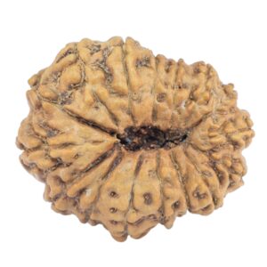 16 Mukhi Rudraksha 23.2mm 1.9gm - Rudraksha back