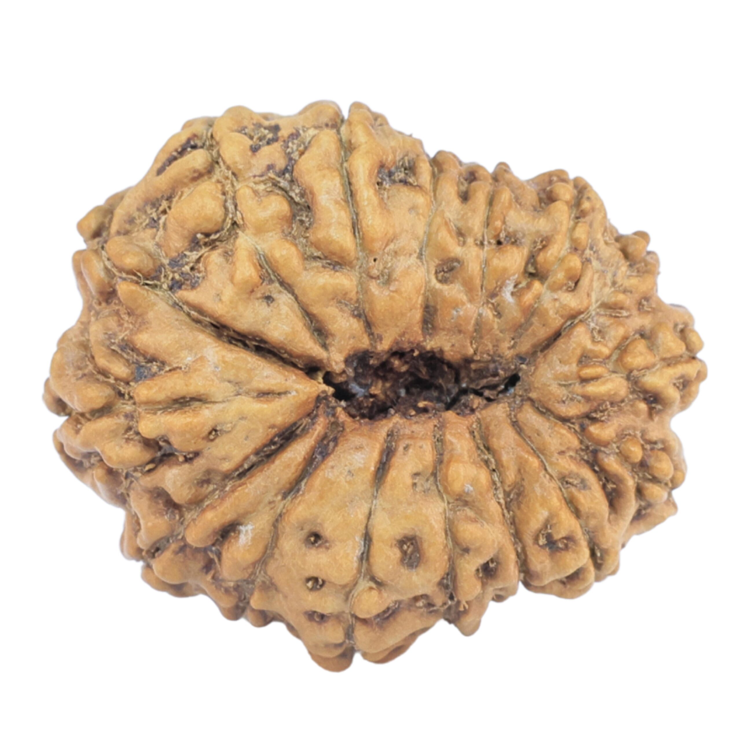 16 Mukhi Rudraksha 23.2mm 1.9gm - Rudraksha back