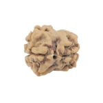 2 Mukhi Rudraksha 24.1mm 1.78gm - Rudraksha back