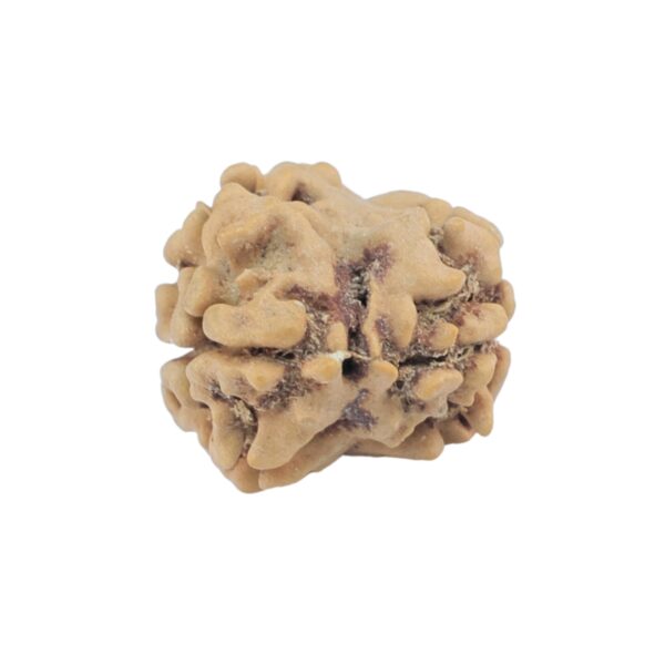 2 Mukhi Rudraksha 24.1mm 1.78gm - Rudraksha back