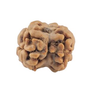 2 Mukhi Rudraksha 19.7mm 1.58gm - Rudraksha back