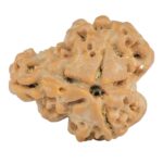 Sawar/Ganesh (2+1) 21mm 3.28gm - Rudraksha back