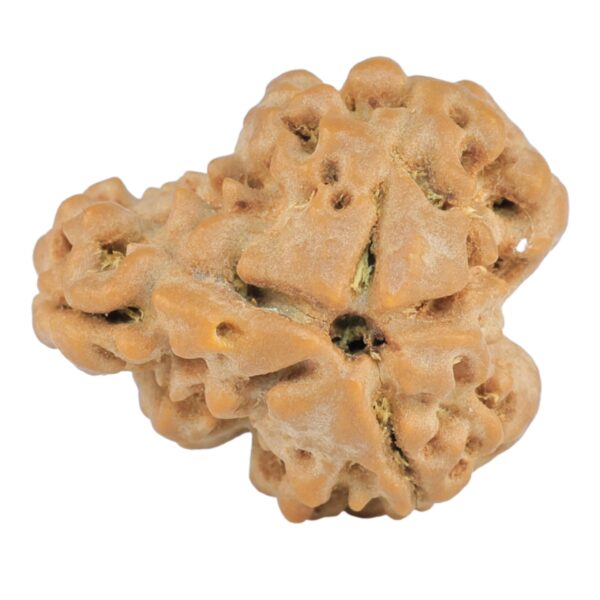 Sawar/Ganesh (2+1) 21mm 3.28gm - Rudraksha back