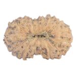 16 Mukhi Rudraksha 13.8mm 0.53gm - Rudraksha back